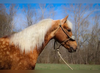 American Morgan Horse, Wallach, 5 Jahre, 150 cm, Palomino