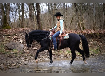 American Morgan Horse, Wallach, 5 Jahre, 150 cm, Rappe