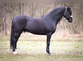 American Morgan Horse, Wallach, 5 Jahre, 150 cm, Rappe