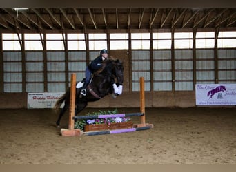 American Morgan Horse, Wallach, 5 Jahre, 152 cm, Brauner