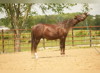 American Morgan Horse, Wallach, 5 Jahre, 152 cm, Dunkelfuchs