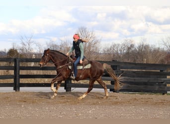 American Morgan Horse, Wallach, 5 Jahre, Brauner