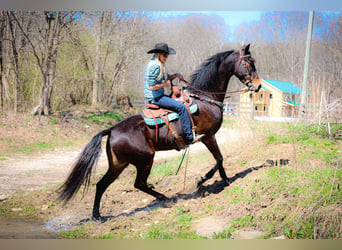 American Morgan Horse, Wallach, 5 Jahre, Rotbrauner