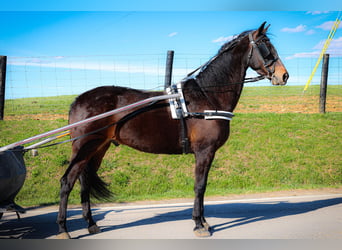 American Morgan Horse, Wallach, 5 Jahre, Rotbrauner