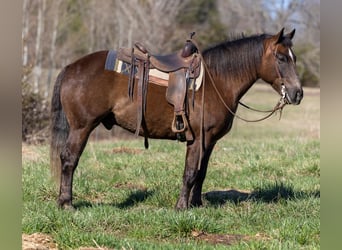 American Morgan Horse, Wallach, 6 Jahre, 147 cm, Brauner