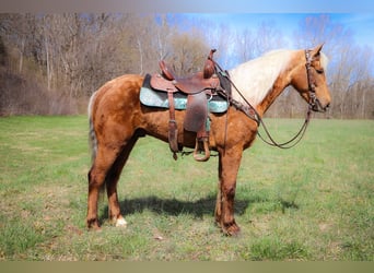 American Morgan Horse, Wallach, 6 Jahre, 150 cm, Palomino