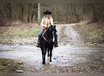 American Morgan Horse, Wallach, 6 Jahre, 150 cm, Rappe