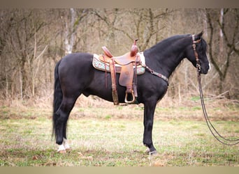 American Morgan Horse, Wallach, 6 Jahre, 150 cm, Rappe