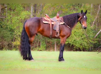 American Morgan Horse, Wallach, 6 Jahre, 165 cm, Rotbrauner