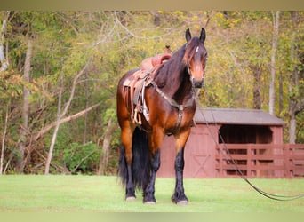 American Morgan Horse, Wallach, 6 Jahre, 165 cm, Rotbrauner