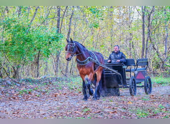 American Morgan Horse, Wallach, 6 Jahre, 165 cm, Rotbrauner