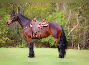 American Morgan Horse, Wallach, 6 Jahre, 165 cm, Rotbrauner