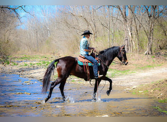 American Morgan Horse, Wallach, 6 Jahre, Rotbrauner