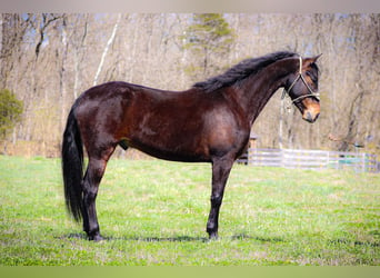 American Morgan Horse, Wallach, 6 Jahre, Rotbrauner