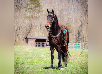 American Morgan Horse, Wallach, 6 Jahre, Rotbrauner