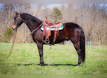 American Morgan Horse, Wallach, 6 Jahre, Rotbrauner