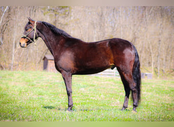 American Morgan Horse, Wallach, 6 Jahre, Rotbrauner