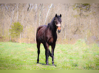 American Morgan Horse, Wallach, 6 Jahre, Rotbrauner