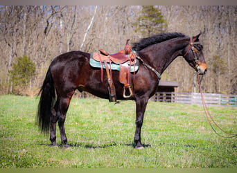 American Morgan Horse, Wallach, 6 Jahre, Rotbrauner