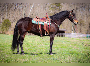 American Morgan Horse, Wallach, 6 Jahre, Rotbrauner