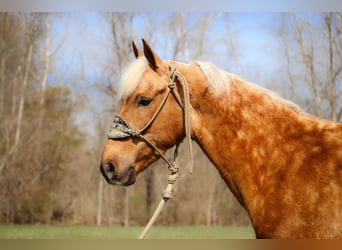 American Morgan Horse, Wallach, 7 Jahre, 150 cm, Palomino