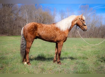 American Morgan Horse, Wallach, 7 Jahre, 150 cm, Palomino