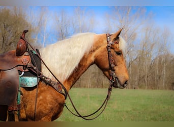 American Morgan Horse, Wallach, 7 Jahre, 150 cm, Palomino