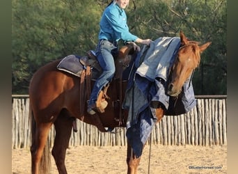 American Morgan Horse, Wallach, 7 Jahre, Dunkelfuchs