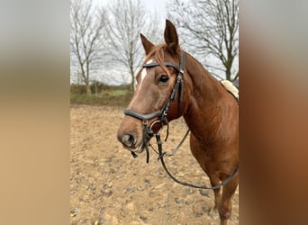 American Morgan Horse, Wallach, 8 Jahre, 153 cm, Fuchs