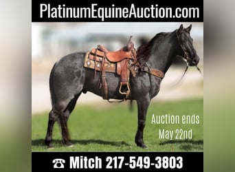 American Morgan Horse, Wallach, 8 Jahre, 155 cm, Roan-Blue