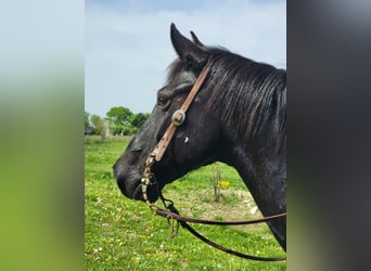 American Morgan Horse, Wallach, 8 Jahre, 155 cm, Roan-Blue