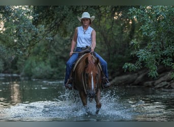 American Morgan Horse, Wallach, 8 Jahre, 155 cm, Rotfuchs