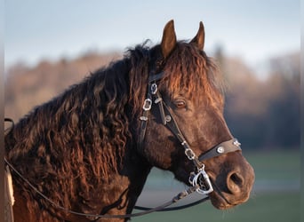 American Morgan Horse, Wallach, 8 Jahre, 158 cm, Rappe
