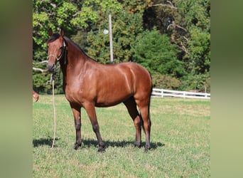 American Morgan Horse Mix, Wallach, 9 Jahre, 142 cm, Brauner