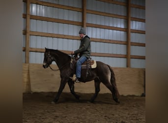 American Morgan Horse Mix, Wallach, 9 Jahre, 145 cm, Buckskin