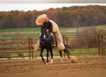 American Morgan Horse, Wallach, 9 Jahre, 155 cm, Rappe