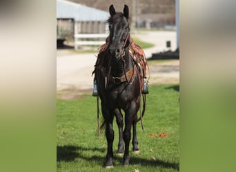 American Morgan Horse, Wallach, 9 Jahre, 155 cm, Roan-Blue