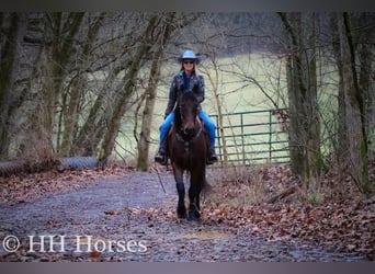 American Morgan Horse, Wallach, 9 Jahre, 160 cm, Rotbrauner