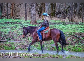 American Morgan Horse, Wallach, 9 Jahre, 160 cm, Rotbrauner