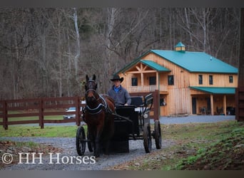 American Morgan Horse, Wallach, 9 Jahre, 160 cm, Rotbrauner