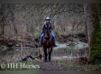 American Morgan Horse, Wallach, 9 Jahre, 160 cm, Rotbrauner