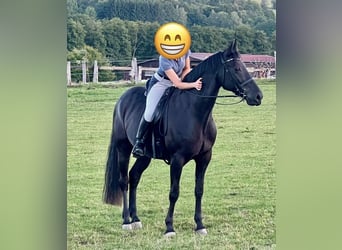 American Morgan Horse, Wallach, 9 Jahre, 164 cm, Schwarzbrauner