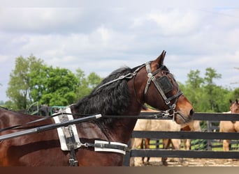 American Morgen Horse, Caballo castrado, 10 años, 150 cm, Castaño rojizo