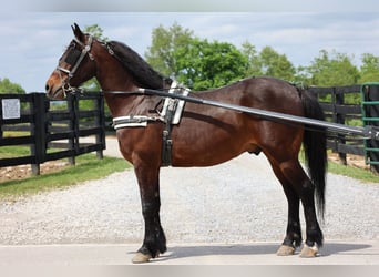 American Morgen Horse, Caballo castrado, 10 años, 150 cm, Castaño rojizo