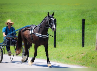 American Morgen Horse, Caballo castrado, 11 años, 150 cm, Negro
