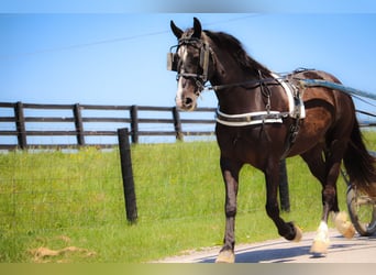 American Morgen Horse, Caballo castrado, 12 años, 150 cm, Negro