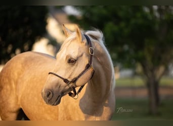 American Morgen Horse Mestizo, Caballo castrado, 14 años, 157 cm, Dunalino (Cervuno x Palomino)