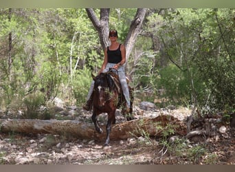 American Morgen Horse, Caballo castrado, 15 años, 145 cm, Castaño rojizo