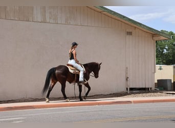 American Morgen Horse, Caballo castrado, 15 años, 145 cm, Castaño rojizo