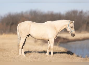 American Morgen Horse Mestizo, Caballo castrado, 15 años, 157 cm, Dunalino (Cervuno x Palomino)